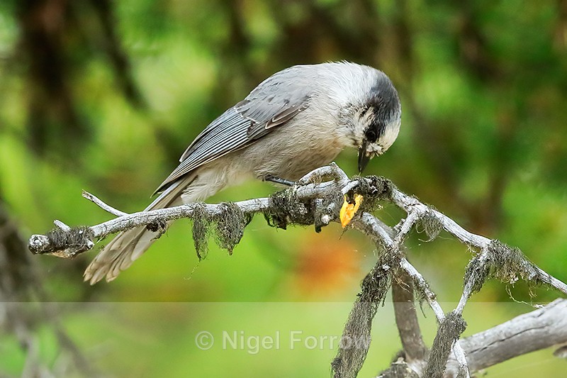 Grey Jay eating scavenged food, Maligne Lake, Canada - Grey Jay