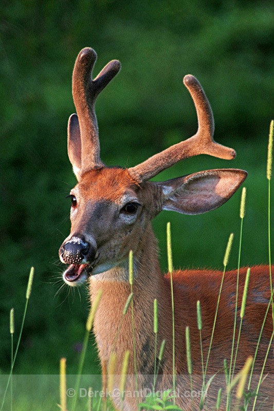 Odocoileus virginianus borealis