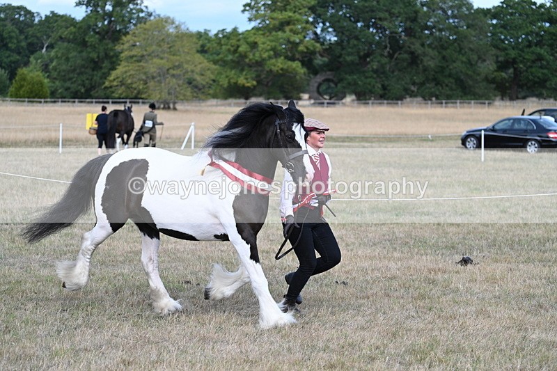 WJ7_8447 - In-hand Championship