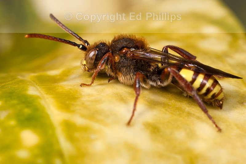 Nomada lathburiana