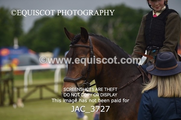 JAC_3727 - 75CM WORKING HUNTER