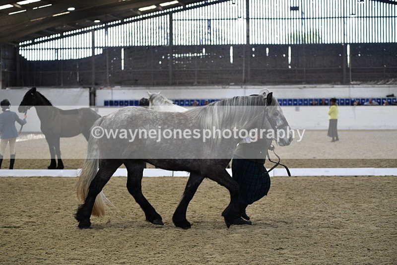 WJ5_4362 - Class 6 In hand M&M - Large Breeds