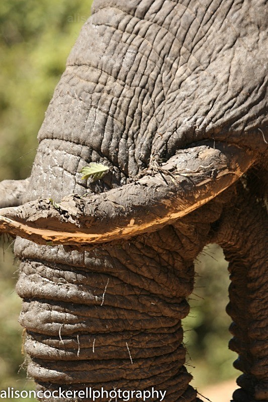  - African Safaris