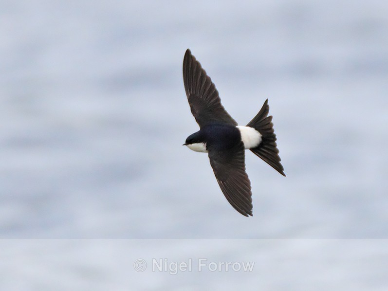 House Martin banking in flight at Farmoor - House Martin