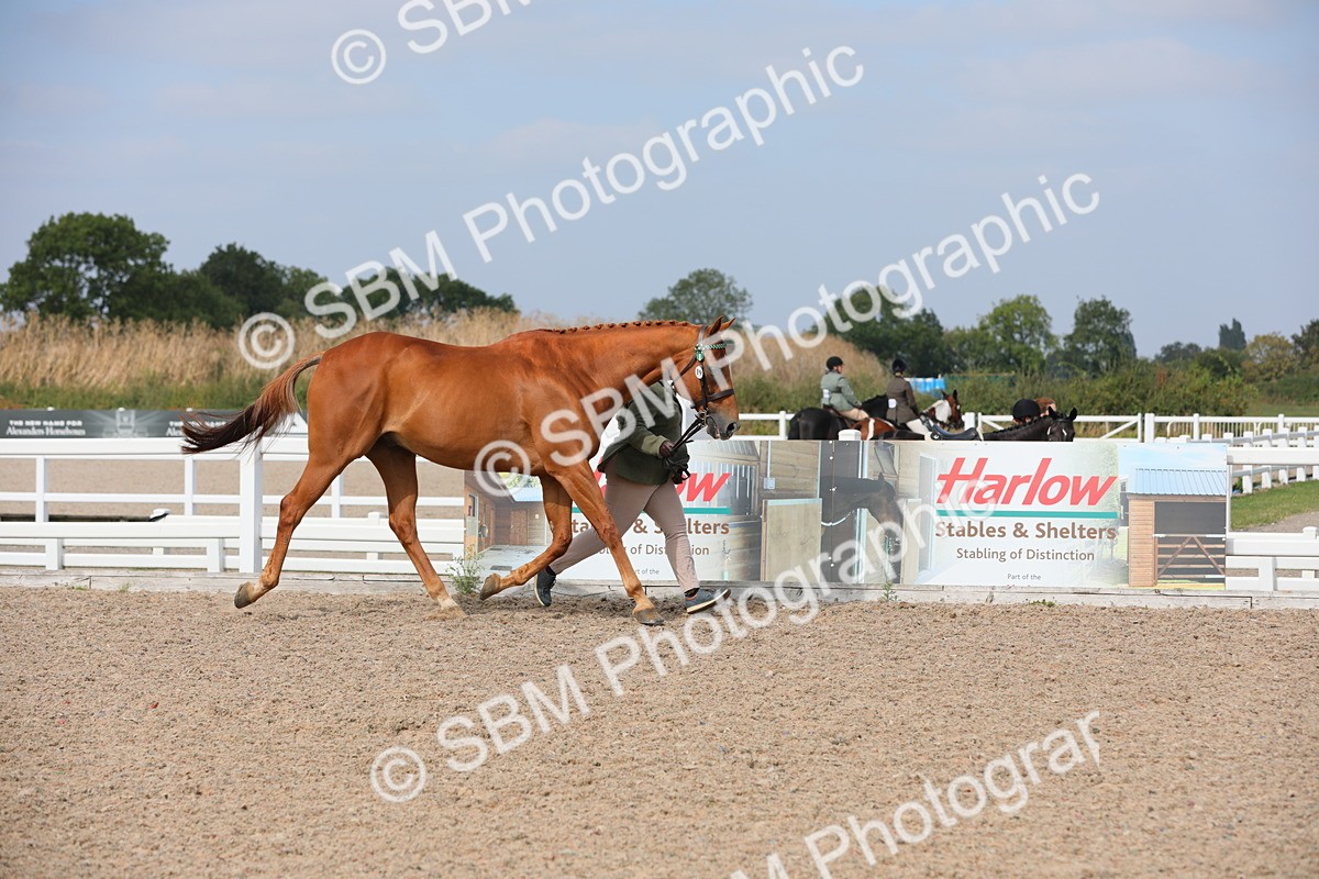SBM_15909 - Class 313 IH Retired Racehorse
