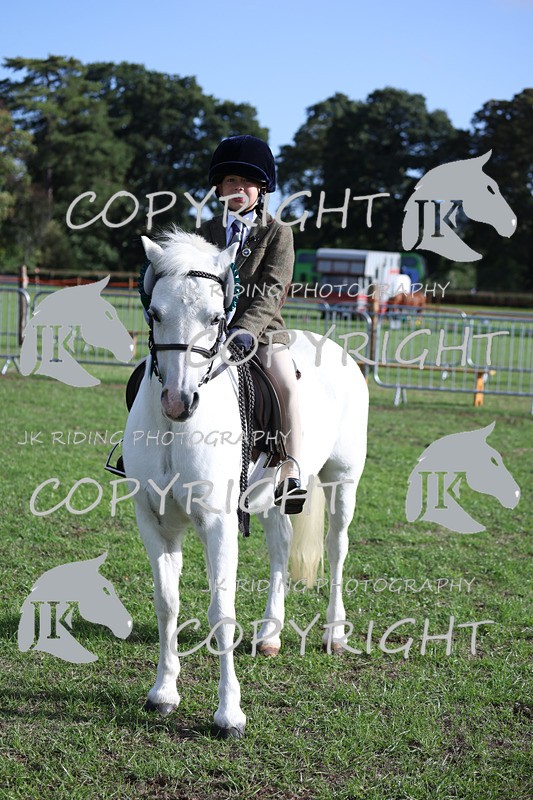 APP_4203 - Class 15a/b Pony club pony/Riding club horse