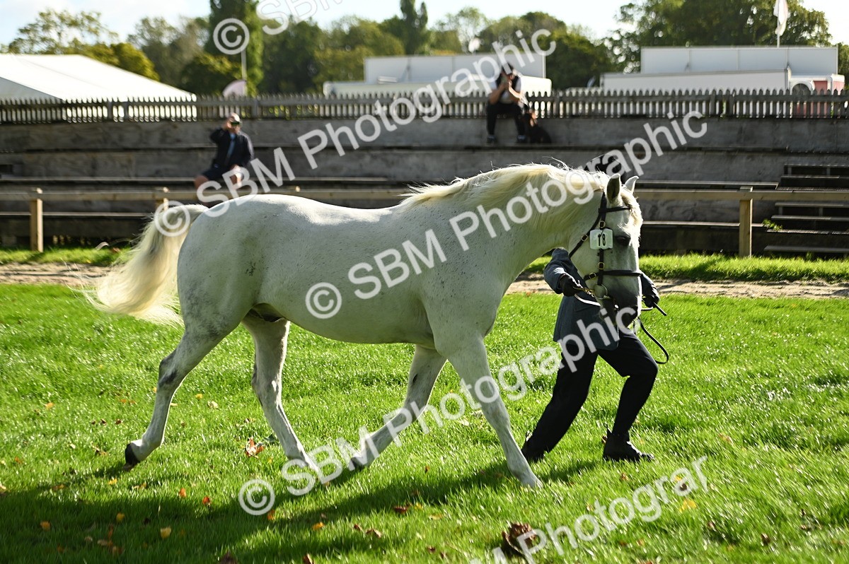 SBM_15915 - S1 - TSR in Hand Horse & Pony Showing