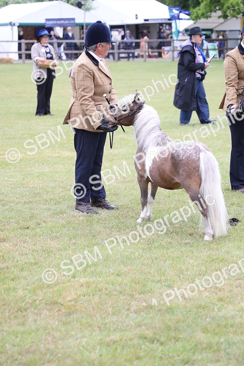 SBM_03821 - Class 23-25 - British Miniature Horse of the Year