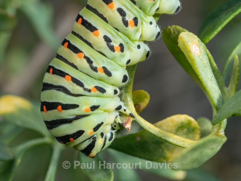 Larva of Common swallowtail (Papilio machaon) - Ten Metres from Home 1.  (2020)