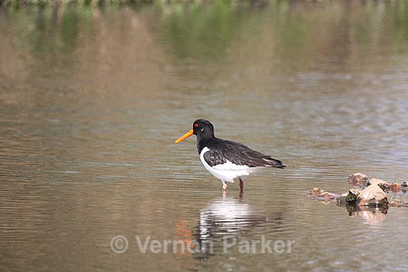 Oyster Catcher - Wild Birds