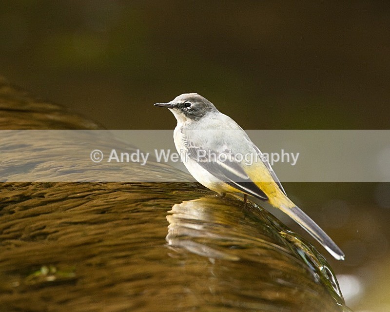 20090907-184 - Pipits & Wagtails