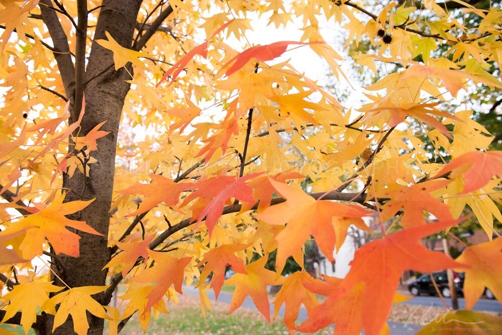 DSC_3622 - Autumn