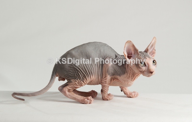  - Misfits Sphynx