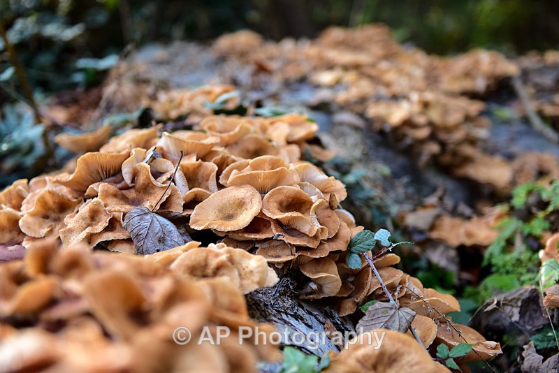 Fungus_ACP_8550 - Fungi