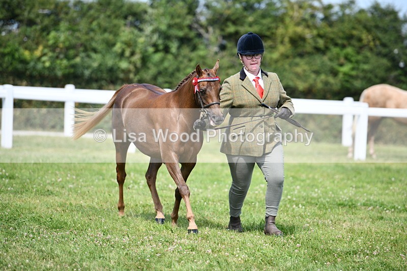 DSC_8327 - Class 68: Part Bred In Hand M & M