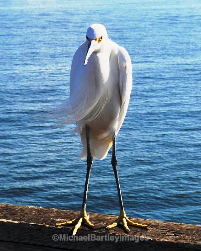 Serious Bird - Flora and Fauna