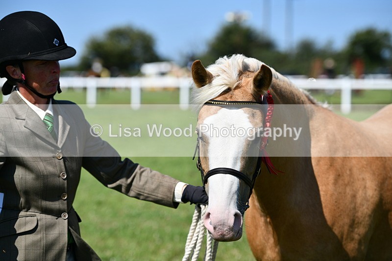 DSC_6495 - Class 53: NPS M&M 4 years and over Small Breeds