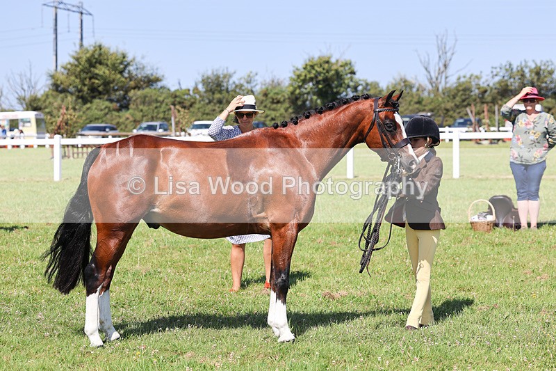 IMG_2040 - Class 34: Show Hunter Pony 153cm and under