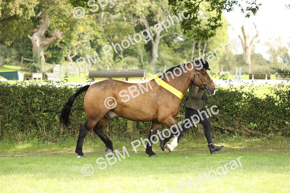 SBM_66264 - In Hand Pony & Youngstock Supreme Championship