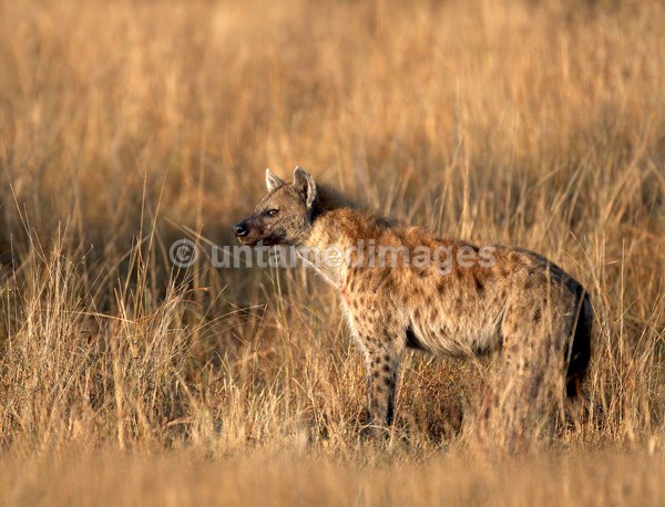 Spotted Hyena - Kenya