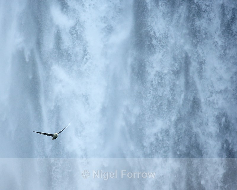 Fulmar in flight across waterfall, Skogafoss, Iceland - Fulmar