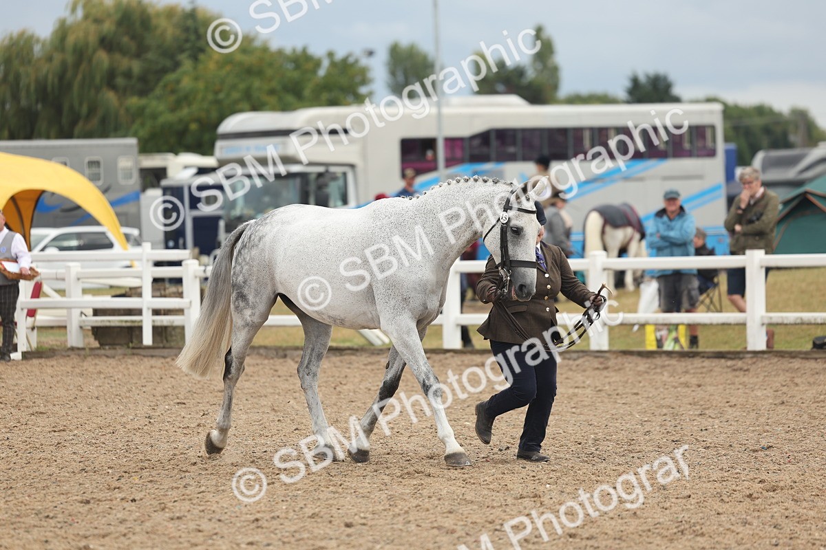 SBM_07931 - Class 28 - IH Veteran Horse