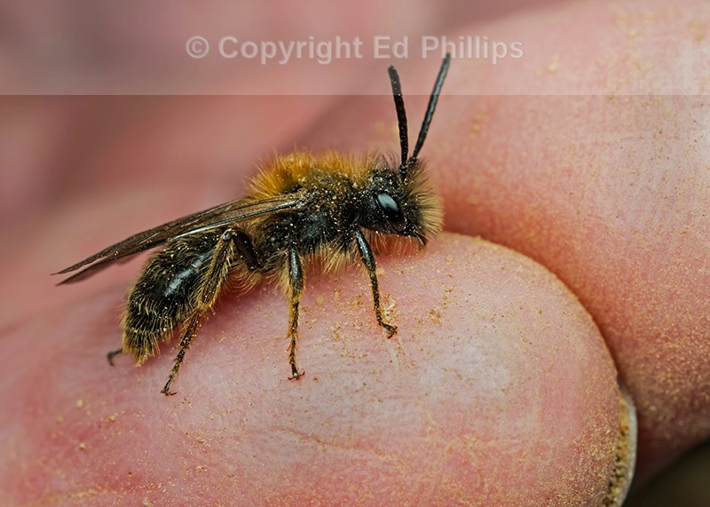 Andrena clarkella (m)