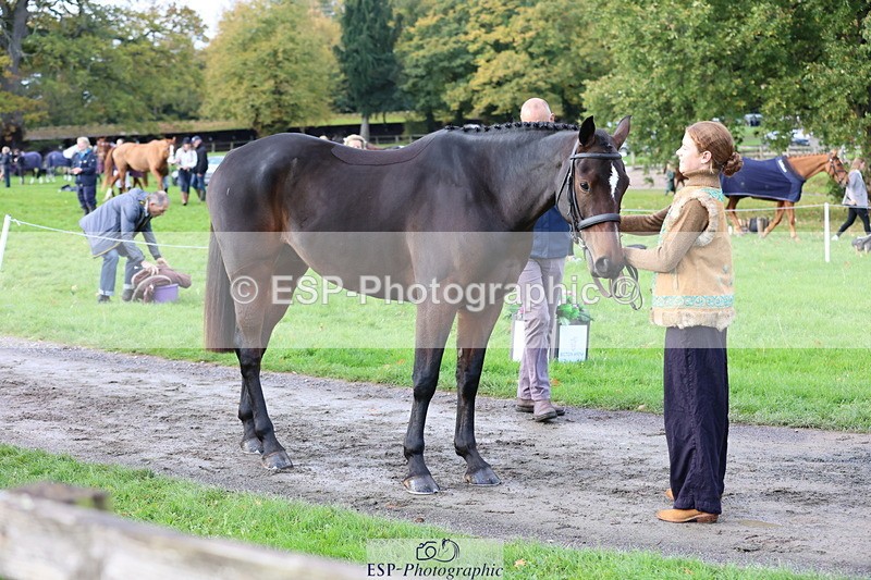 251026A-100630-22741 - D-370-Ruby.Sturgis