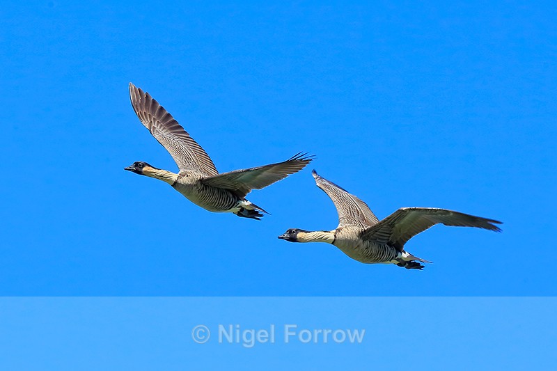 Hawaiian Geese (Nene) in flight, Kilauea Point, Kauai - Hawaiian Goose