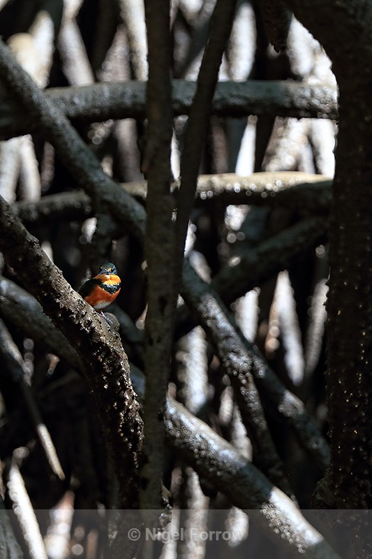 American Pygmy Kingfisher, mangrove roots - Sierpe River, Costa Rica - American Pygmy Kingfisher