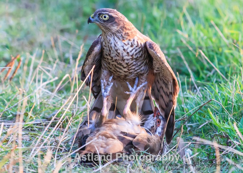 Astland Photography, Bird and Wildlife Images, Susan and Peter Wilson, U.K.