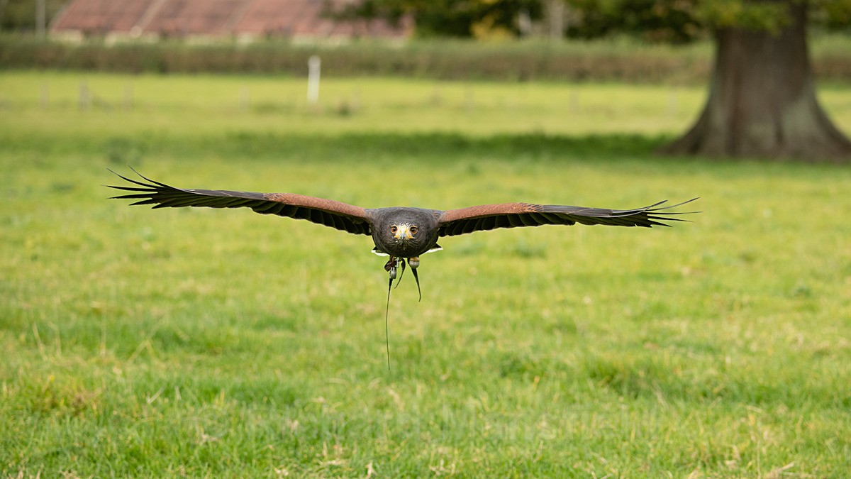  - West of England Falconry