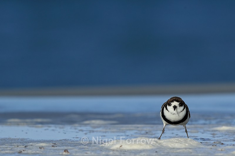 Two-banded Plover, legs apart, Sea Lion Island - Two-banded Plover