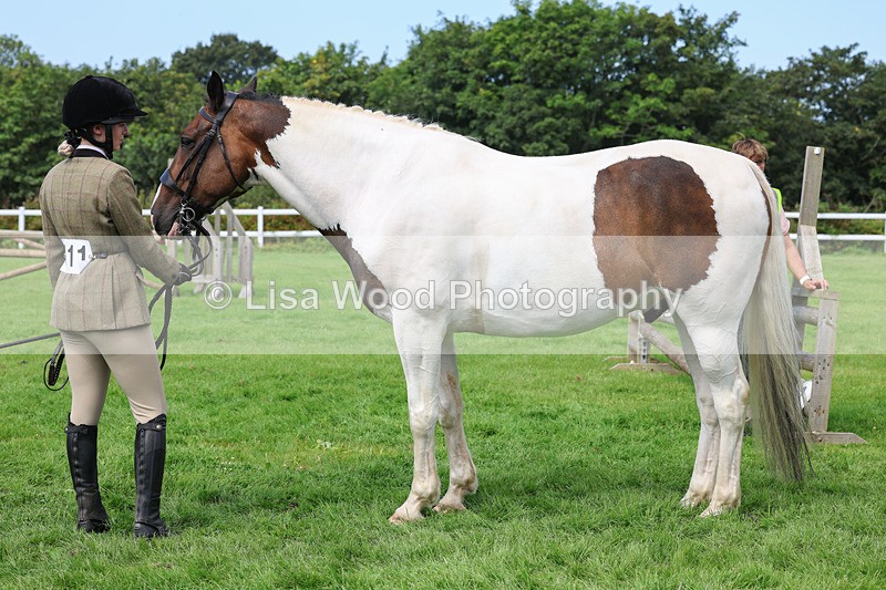 3E7A8758 - Class 5: Working Show Horse