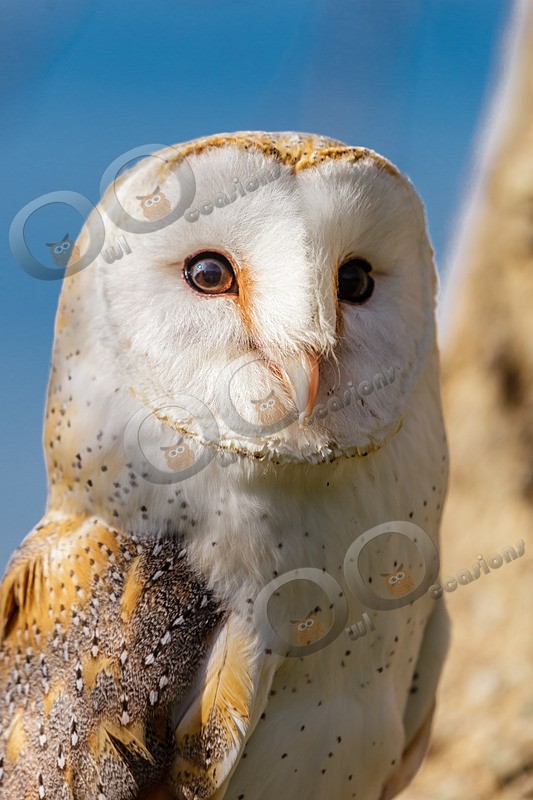barn owl tyto alba-7841 - Owls of the World