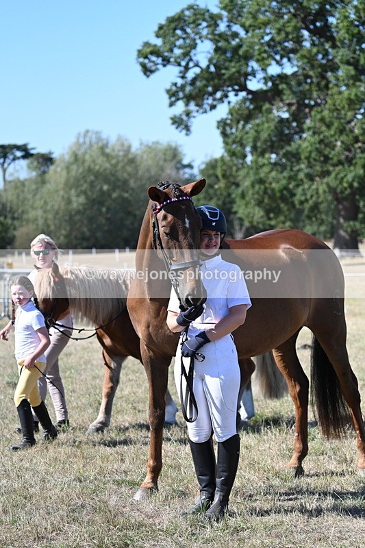 WJ7_1603 - Class 42 Most Handsome Gelding