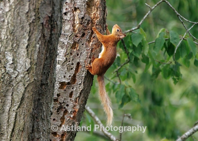 Red Squirrel - Latest Images