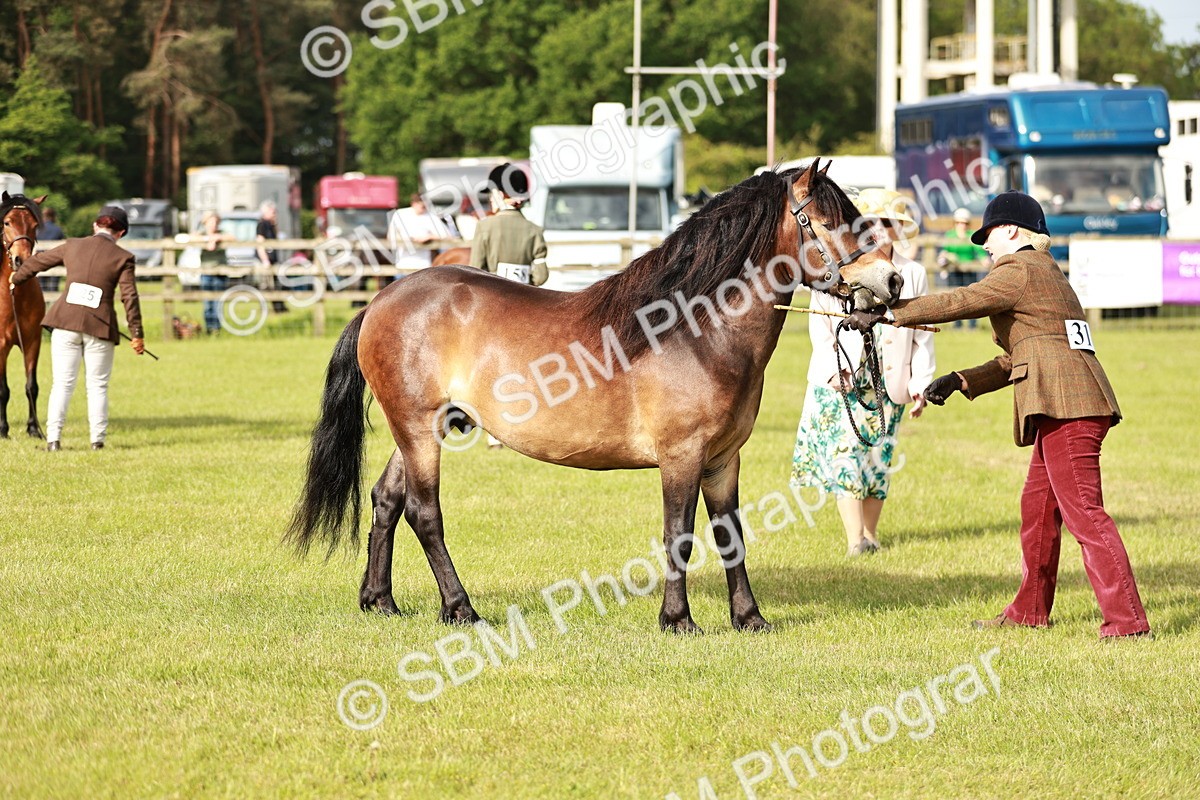 SBM_00497 - Class 14-23 - Mountain & Moorland In Hand Non Welsh
