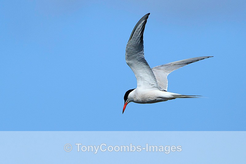 Common Tern - Lesvos ~ Other Birds