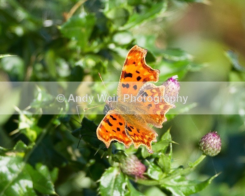 20110917-_MG_6855 - Butterflies & Moths