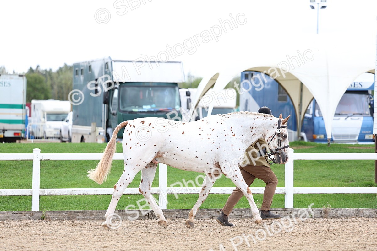 SBM_05053 - Class 27 - IH Competition Horse or Pony