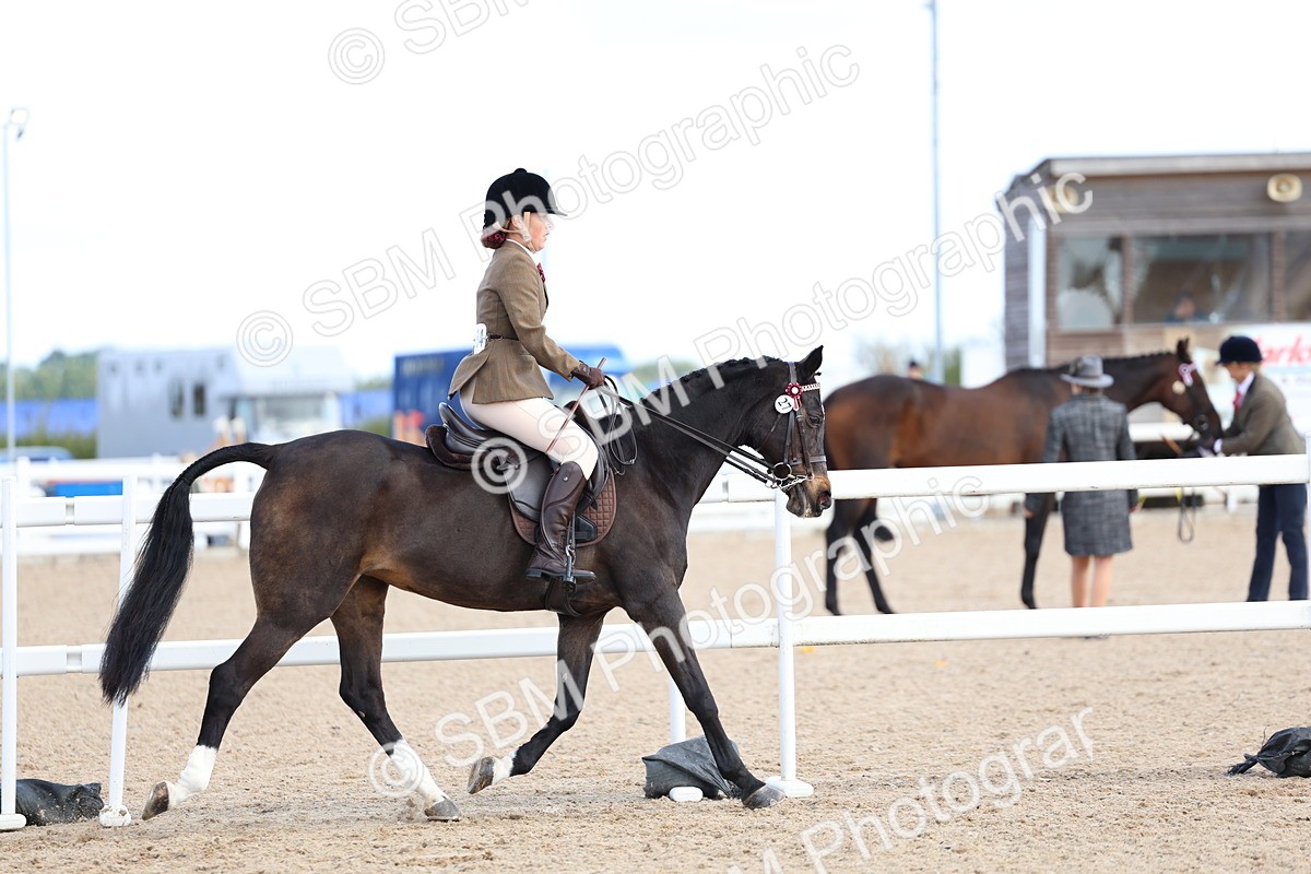 SBM_11202 - Class 306 - Ridden Foreign Breeds - Part Bred