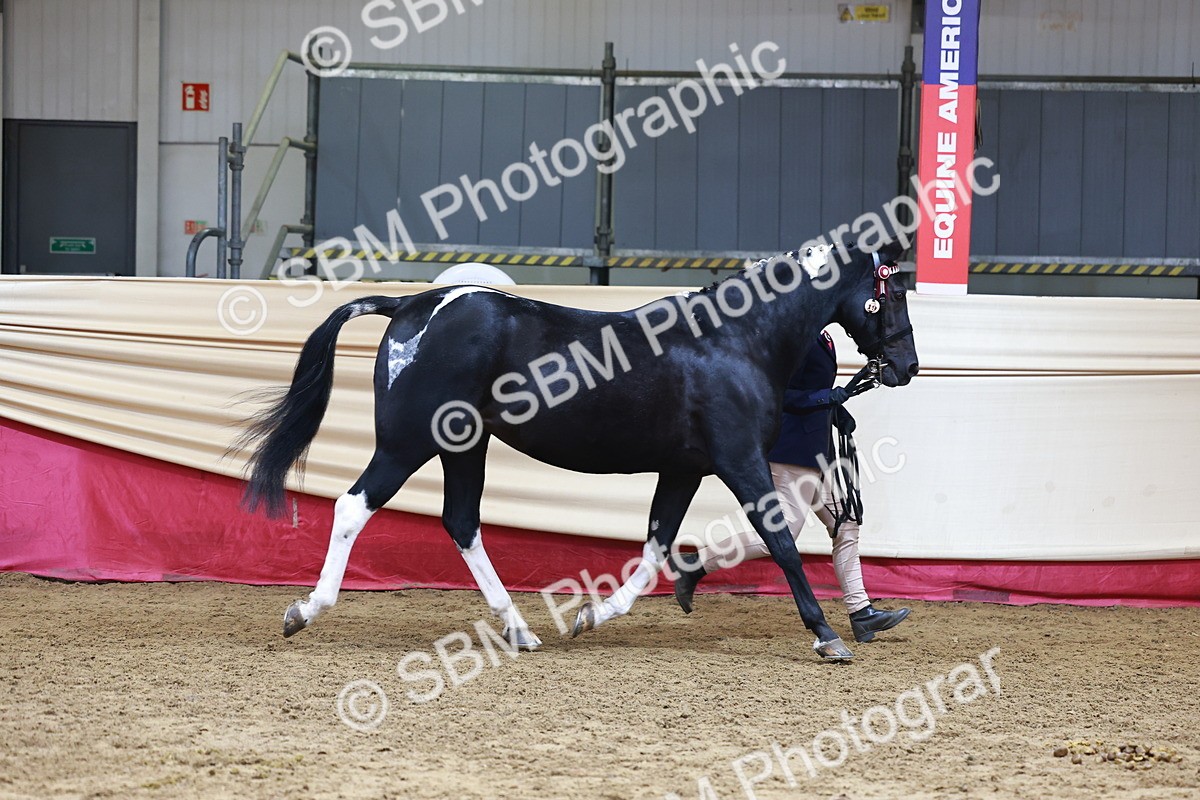 SBM_23066 - Class 903 - Supreme Final - IH Pre Vet