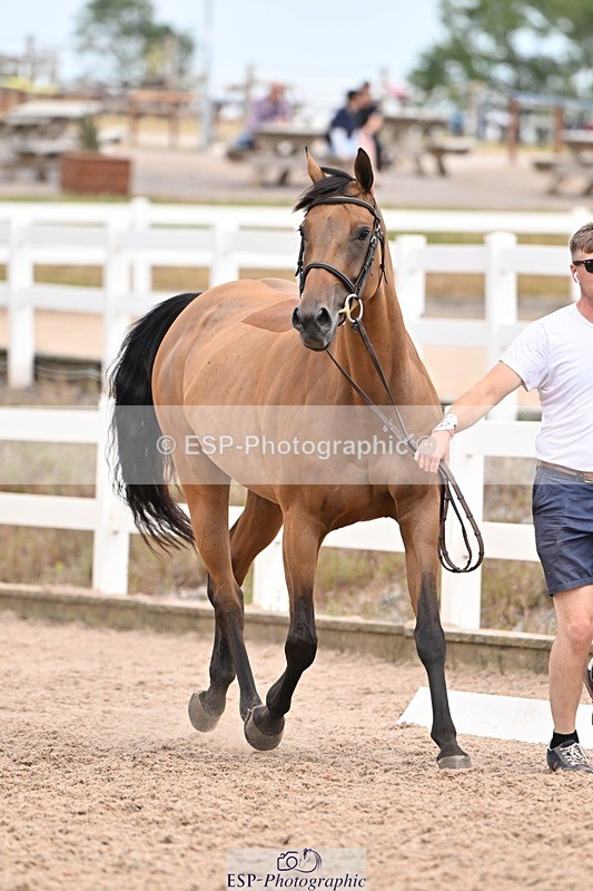 250716-161424-02508 - Trot Up 3.30 to 4.30