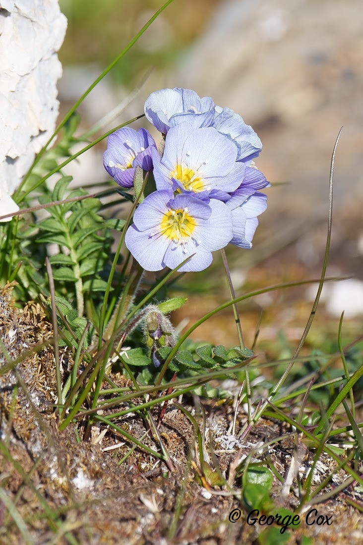 Northern Jacobs Ladder - Polemonium Boreale - Svalbard - Realm of the Polar Bear