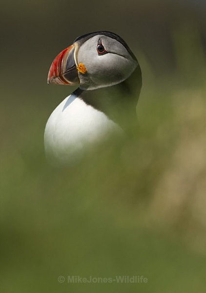 PUFFIN, LUNGA, TRESHNISH ISLES - PUFFINS, ISLE OF MULL