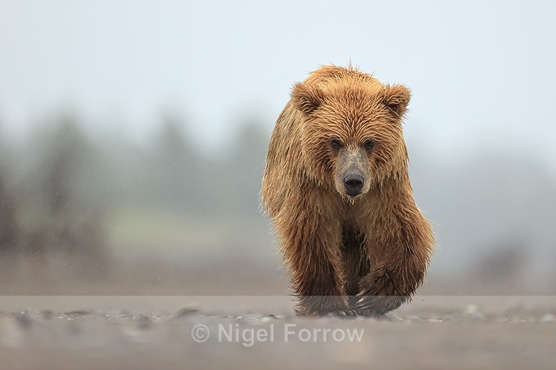 Brown Bear walking on beach low angle view, Silver Salmon Creek - Brown Bear
