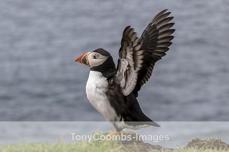 Puffin - Mull