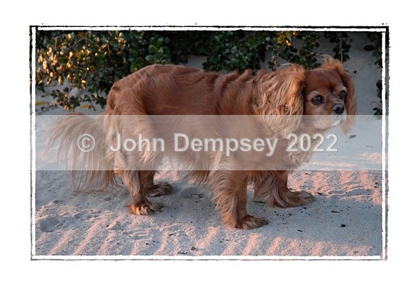 Colin's Dog - Walking the Dog
