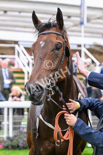 101025-Race 6-Dan Tucker-0535 - Race 6 Copper Knight Winning-Most Horse Handicap at York
